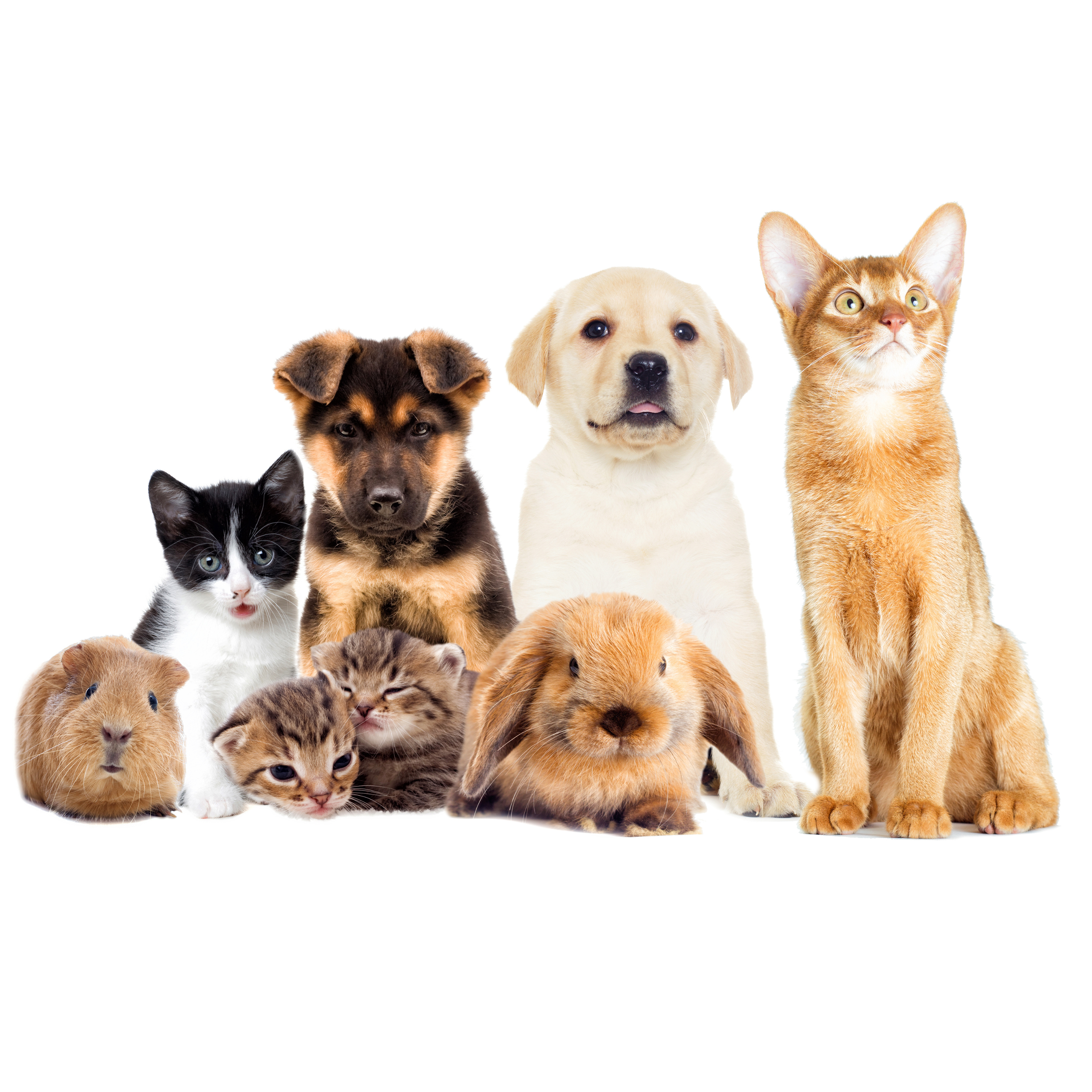 Cats and leather sofas hot sale