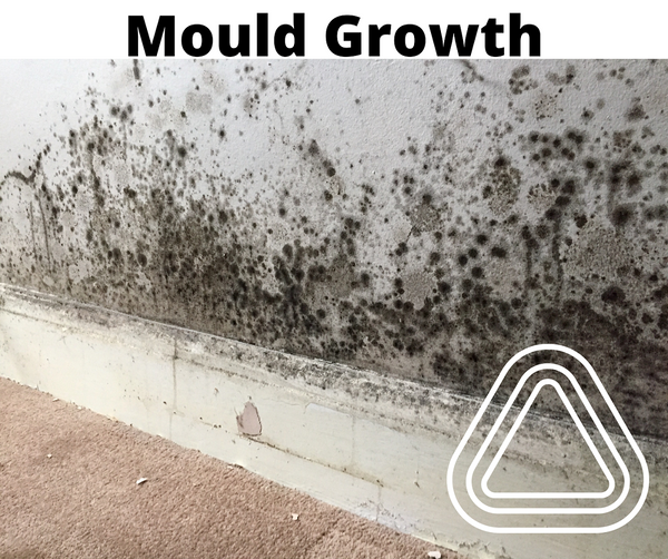 Mould Issues On Leather & Its Dangers To Health
