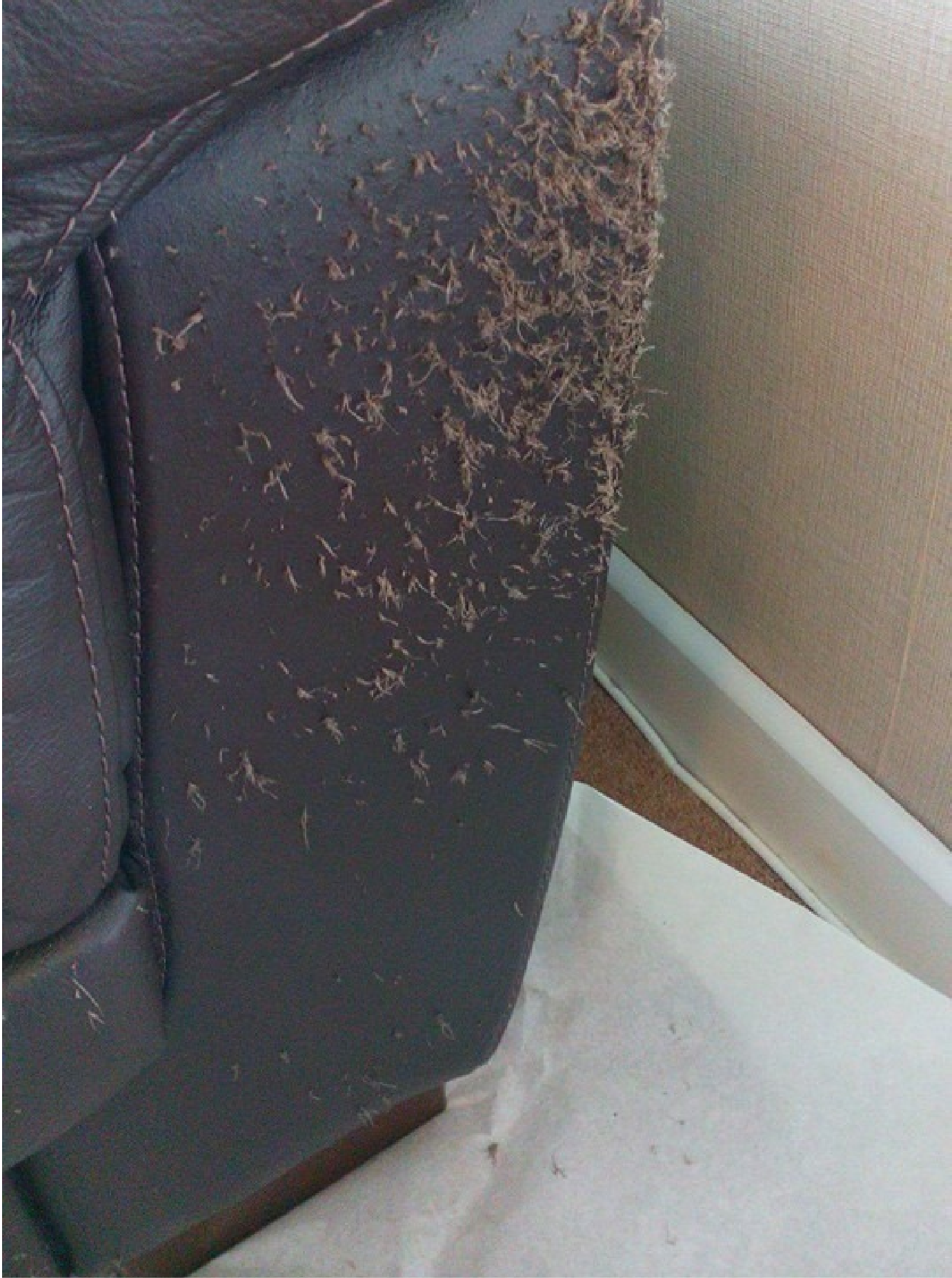 Cat scratches on leather furniture hot sale